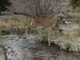 Mountain Lion Hunts a Mallard Duck in a Creek