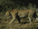 Leopard in Motion