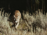 Mountain Lion Charges its Prey After Stalking