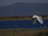 Egret Flying on the Klamath Basin Refuge Complex, Oregon