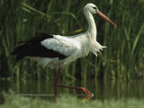 White Stork Striding in Shallow Water