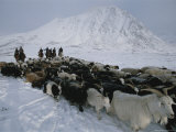Nomadic Family Crosses Utreg Pass Enroute to Winter Pastures