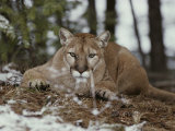 Mountain Lion Stalks its Prey