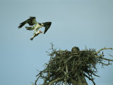 Osprey Carrying a Fish Back to its Nest