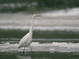 Great Egret Walking in Icy Water in a Winter Landscape