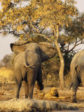 Bull Elephant Tries to Scare Off a Lion from a Water Hole