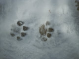 Mountain Lion, Felis Concolor, Tracks in Snow