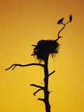 Pair of Ospreys Perched on a Limb above Their Nest at Twilight
