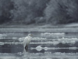Great Egret Standing in Icy Water in a Winter Landscape