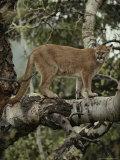 Mountain Lion Surveys its Territory from a Tree