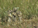 Trio of European Sousliks Alertly Watching and Listening