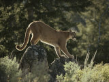 Mountain Lion Crosses Rocks in its Territory