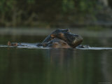 Hippopotamuses Swim in a Deep Pool in Gabons Loango National Park