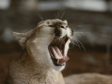 Close View of a Yawning Mountain Lion, Felis Concolor