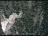 Aerial View of Pelicans Scattered in Flight