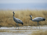 Pair of Common Cranes Walking Through a Wet Patch of Grassland