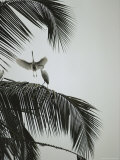 Egrets in a Palm Tree, Bali, Indonesia