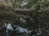 Lagoon Where Watermarks on Mangrove Roots Show Depth Changes