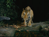 Tiger by a Water Hole