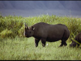 View of a Black Rhinoceros