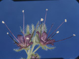 Buy Phacelia Flowers at the Tip of a Foot-Long Stem at AllPosters.com