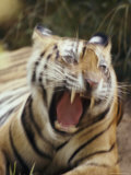 Portrait of a Tiger