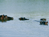Four Hippopotamuses Poke Their Heads out of the Water