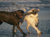 Two Labrador Retrievers Play with a Stick on a Beach