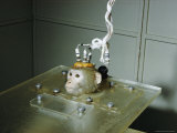 Buy Monkey Being Used in Research at AllPosters.com