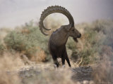 View of an Ibex