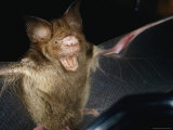 A Leaf-Nosed Bat
