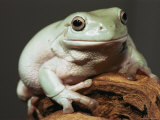Portrait of a Frog