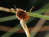 An American Dog Tick in a Questing Position