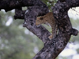 A Leopard Views its Surroundings from a Tree