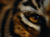 Close View of Tigers Eye