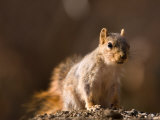A Close-up of a Fox Squirrel (Sciurus Niger) on a Spring Day
