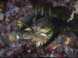 A Northern Lobster Peeks out from its Hiding Spot