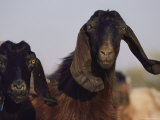 Close-up of Two Long-Eared Goats