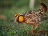 A Prairie-Chicken