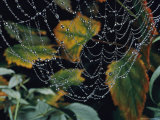 Close-up of Portion of a Lacey Spiderweb Beaded with Dew