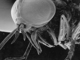 A Greenhead Fly