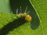 Caterpillar Eating a Leaf