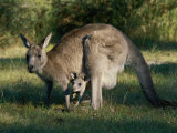 View of an Eastern Grey Kangaroo with Young