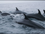 A School of False Killer Whales