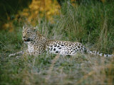Buy A Leopard Relaxes While Keeping a Lookout for Prey at AllPosters.com