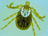 An American Dog Tick