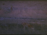 A Chital Stares in Fright as a Tiger Drinks from a Water Hole