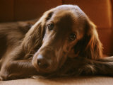 Close View of an Irish Setter