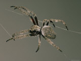 An Orb Spider Spins its Web