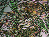 Microscopic View of Diatoms